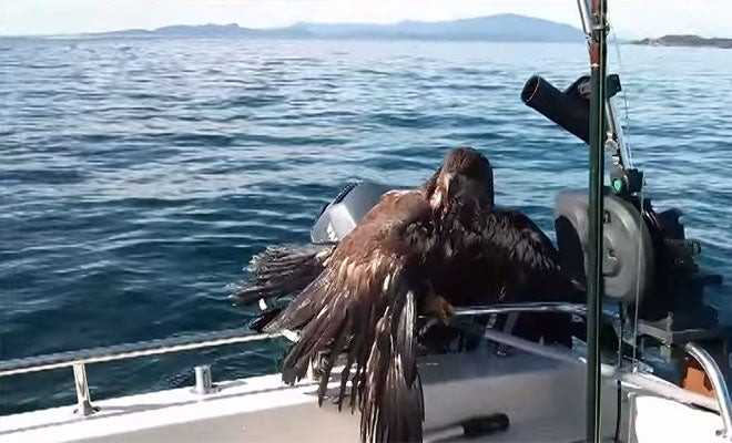Ψαράς σώζει… καλοφαγά αετό από πνιγμό! (βίντεο)